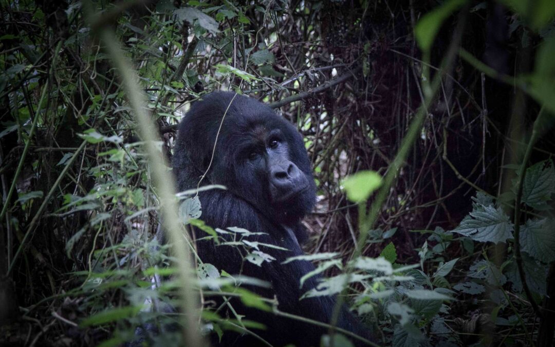 Virunga National Parc, Congo