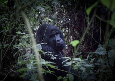 Virunga National Parc, Congo